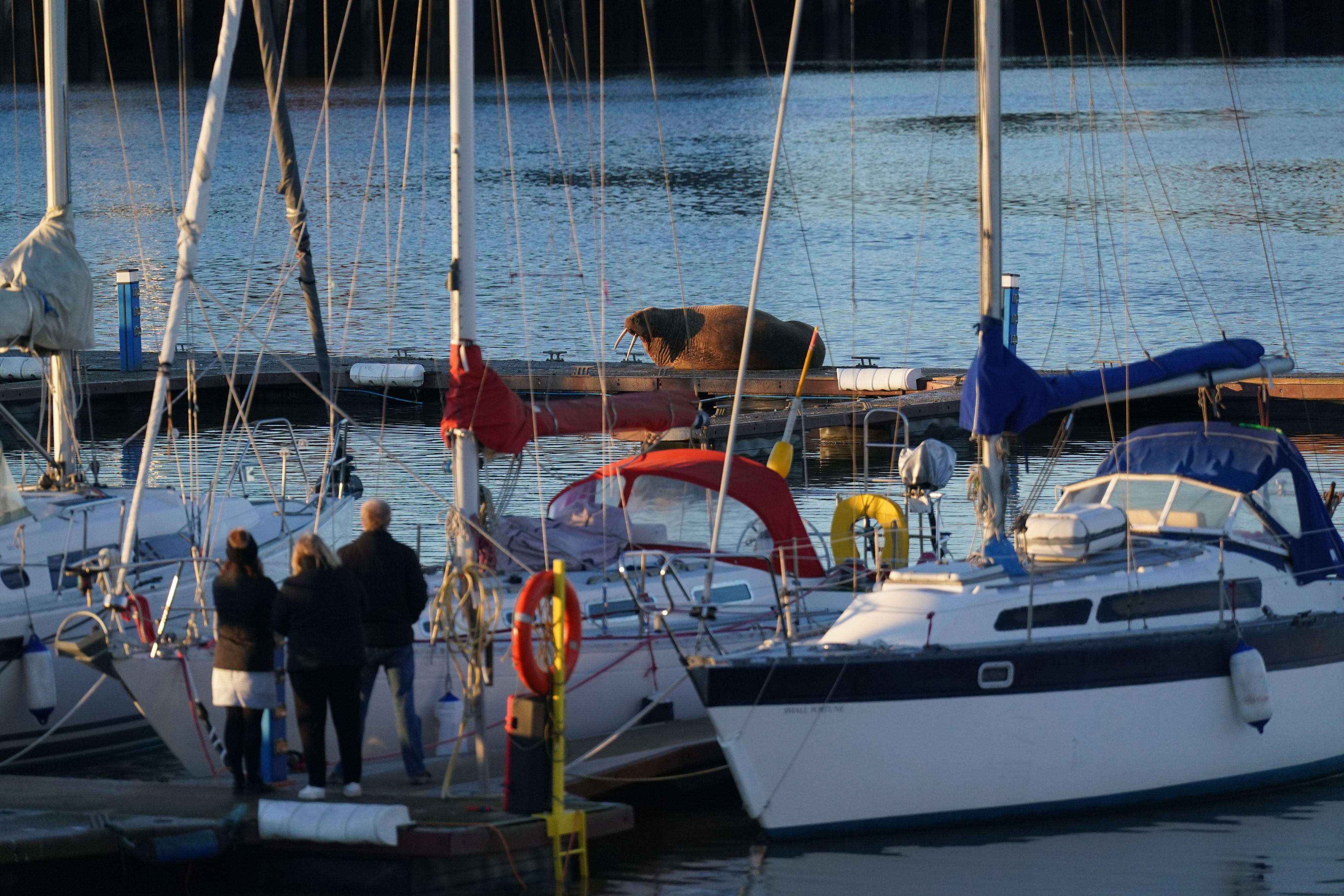 Ein im Hafen gesichtetes Walross sorgte für einen stillen Jahreswechsel im Nordosten Englands.&nbsp;