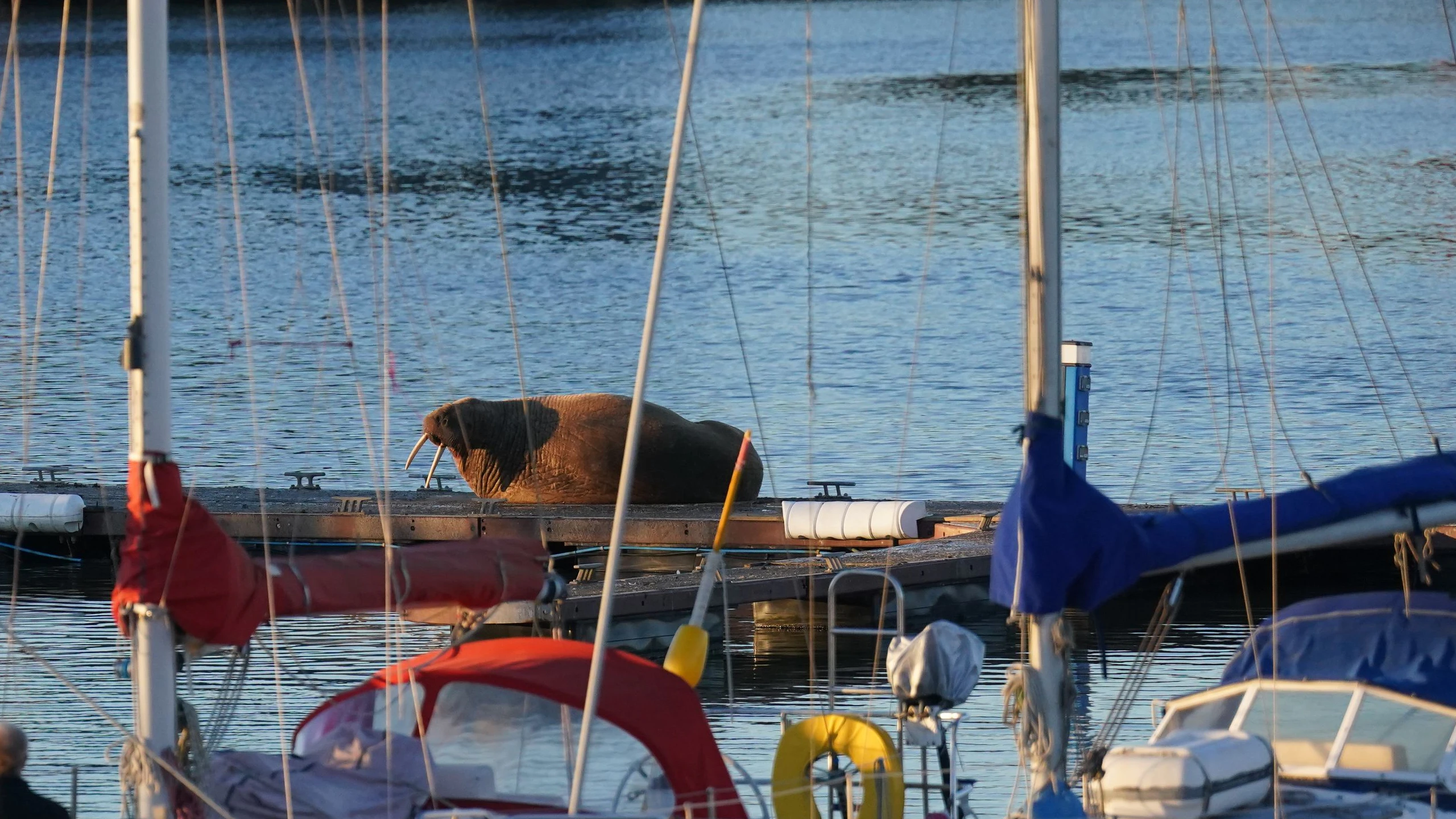 Download von www.picturedesk.com am 02.01.2023 (18:42).  People look at a walrus at the Royal Northumberland Yacht Club in Blyth. The sighting follows a similar one of the marine mammal in Scarborough which drew huge crowds to the harbour on New Year's Eve. Picture date: Monday January 2, 2023. - 20230102_PD4294 - Rechteinfo: Rights Managed (RM)