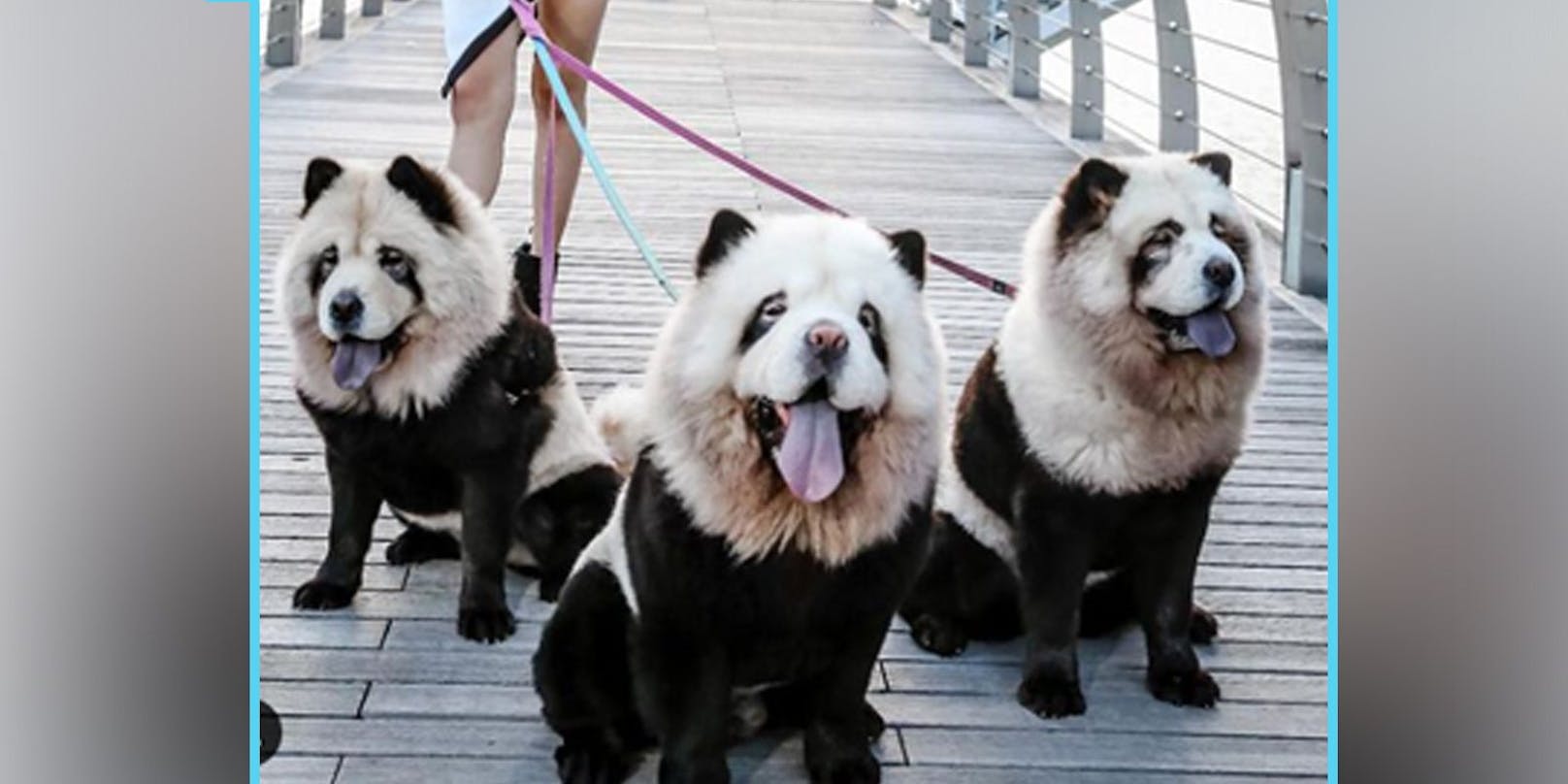 Jeder Hund soll plötzlich wie ein Großer Panda aussehen.&nbsp;