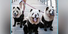 Soviel Leid steckt hinter den "Panda-Hunden"
