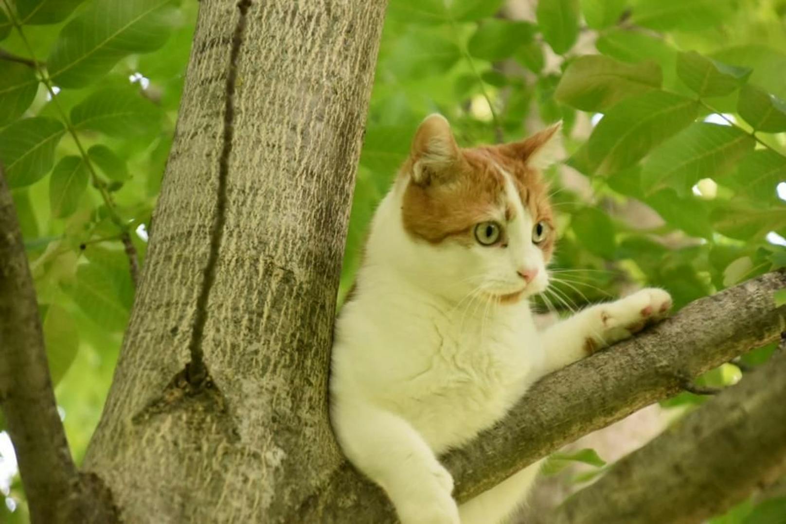 Babineks Katze am Baum.