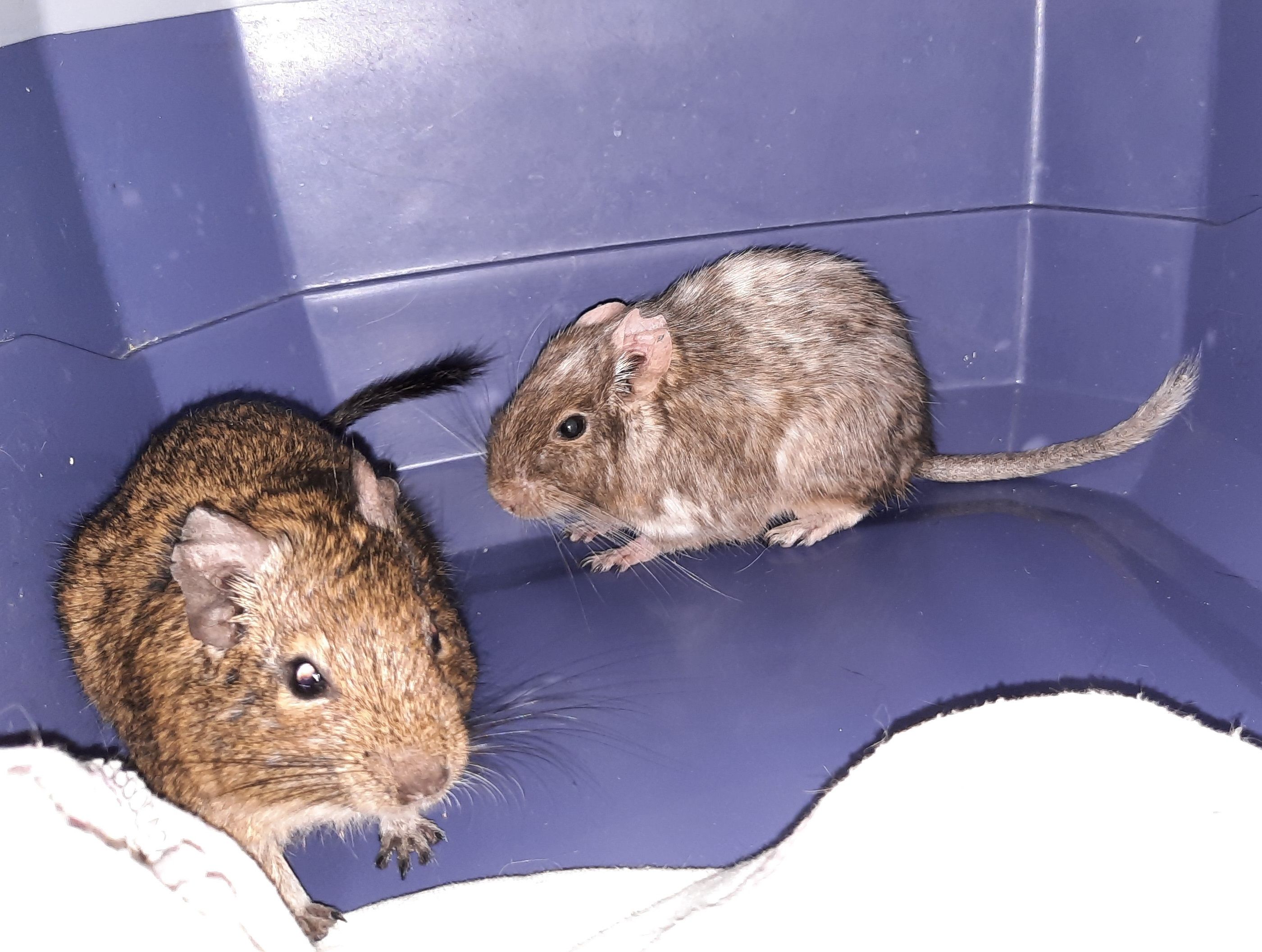 Zwei Degus wurden bereits kurz vor Jahreswechsel auf dem A8-Rastplatz Murau Ost ausgesetzt.&nbsp;