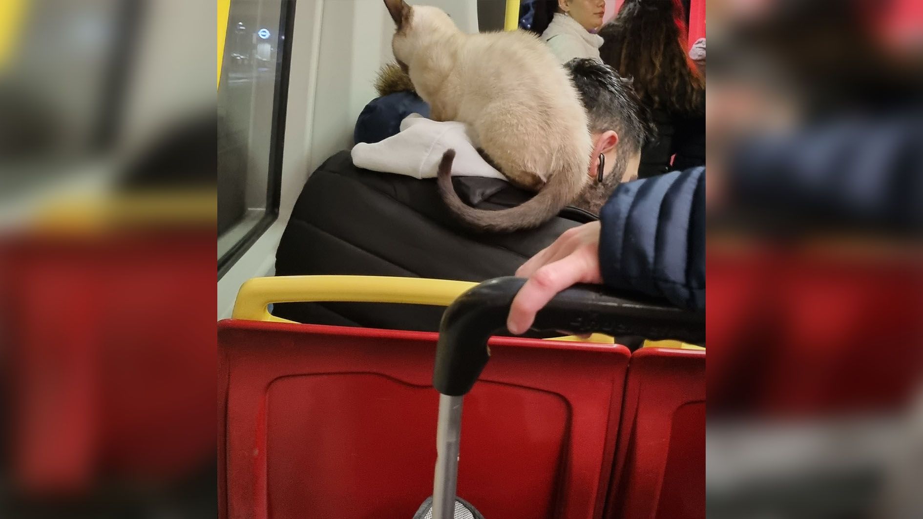 Sieht süß aus, ist jedoch nicht erlaubt.