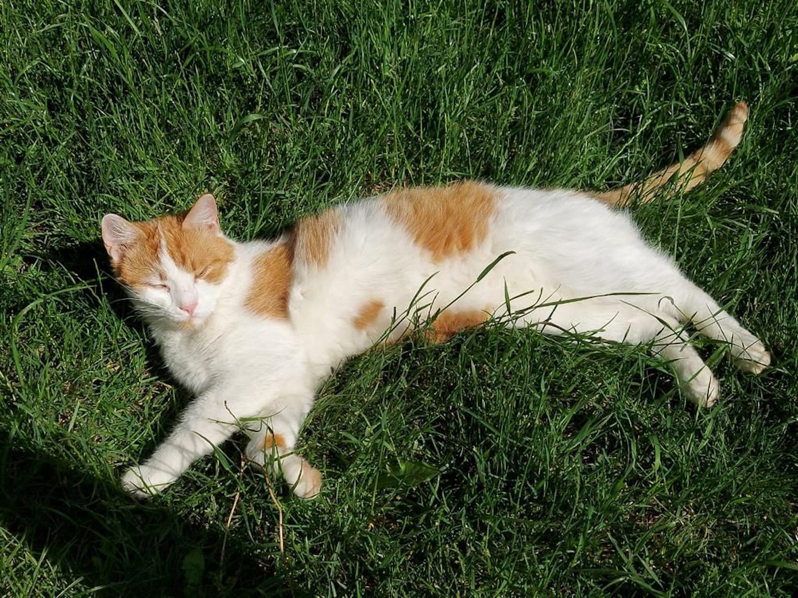 So sieht eine glückliche Katze: Die dritte Katze von Wolfang Babinek.