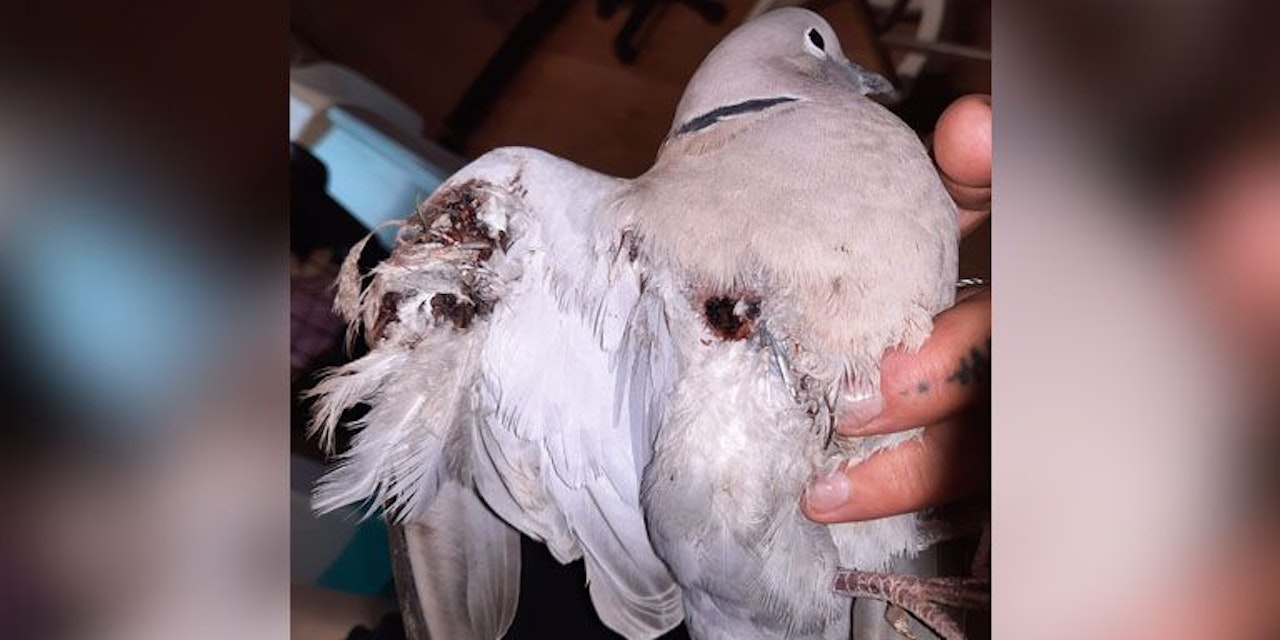 Heute.at - Türkentaube angeschossen! Tierquäler treibt sein Unwesen