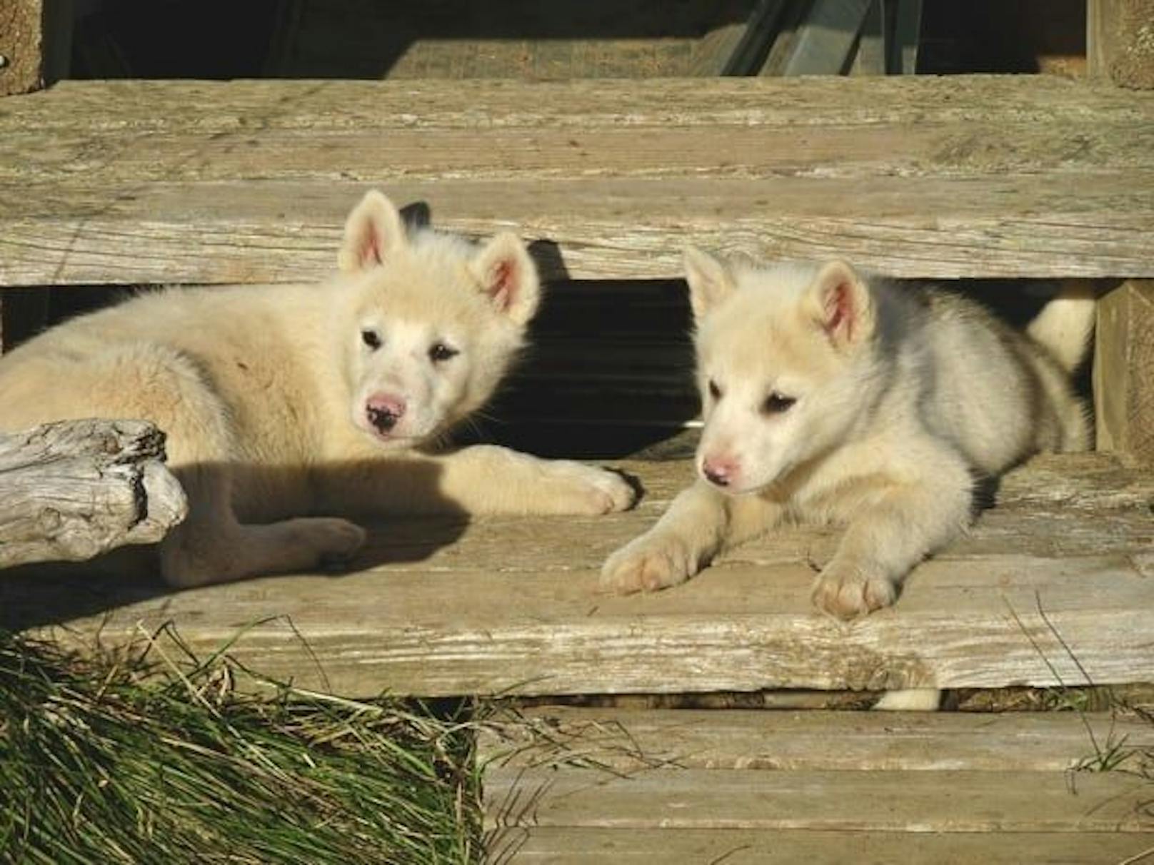 Der Verein Robin Hood versorgt Hunde aus Grönland.