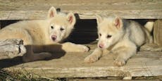 Kein Futter für Grönlandhunde – Hilfe von NÖ Vereinen