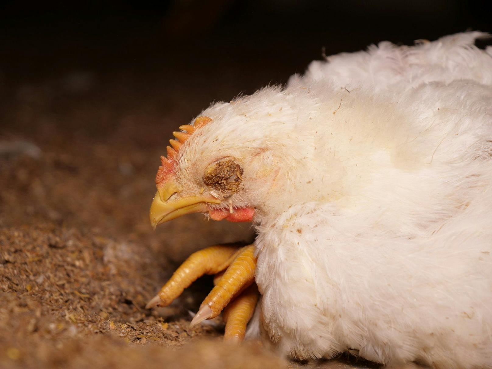 Das einzelne Tier ist in der Branche nichts wert. Schlachtreife Hühner werden genauso wie Kücken brutal erschlagen oder mit Genickbruch getötet. 
