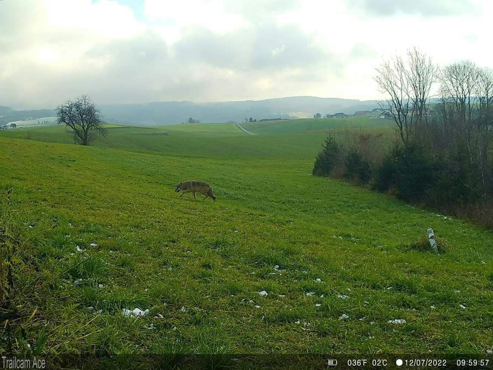 Nach Rissen! Angst vorm bösen Wolf in Nöchling