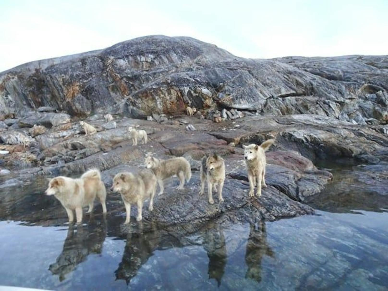 Der Verein Robin Hood versorgt Hunde aus Grönland.