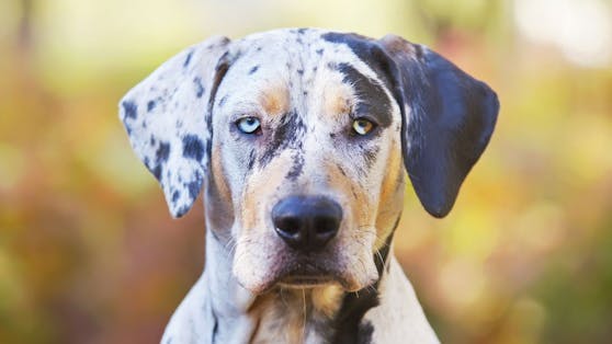 Gestatten? Der "Louisiana Catahoula Leopard Dog" fällt nicht nur aufgrund seiner Farbe auf. 