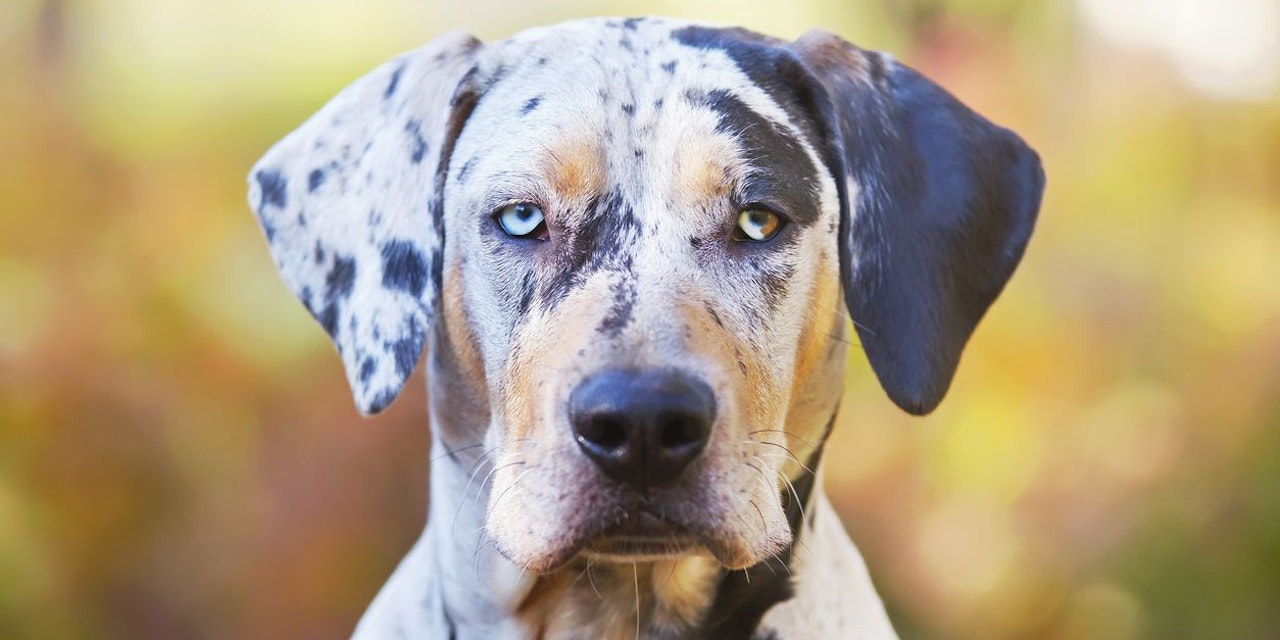 Do you already know the leopard dog?  – Pets