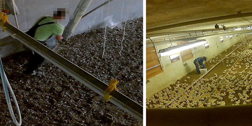 In zwei weiteren Betrieben der Steiermark kommt es zu brutaler und unnötiger Tierquälerei.