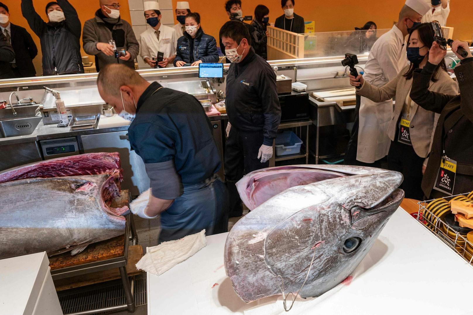 Dieser Blauflossen-Thunfisch ist für den Preis von rund 36 Millionen Yen (rund 255.744 Euro) versteigert worden.