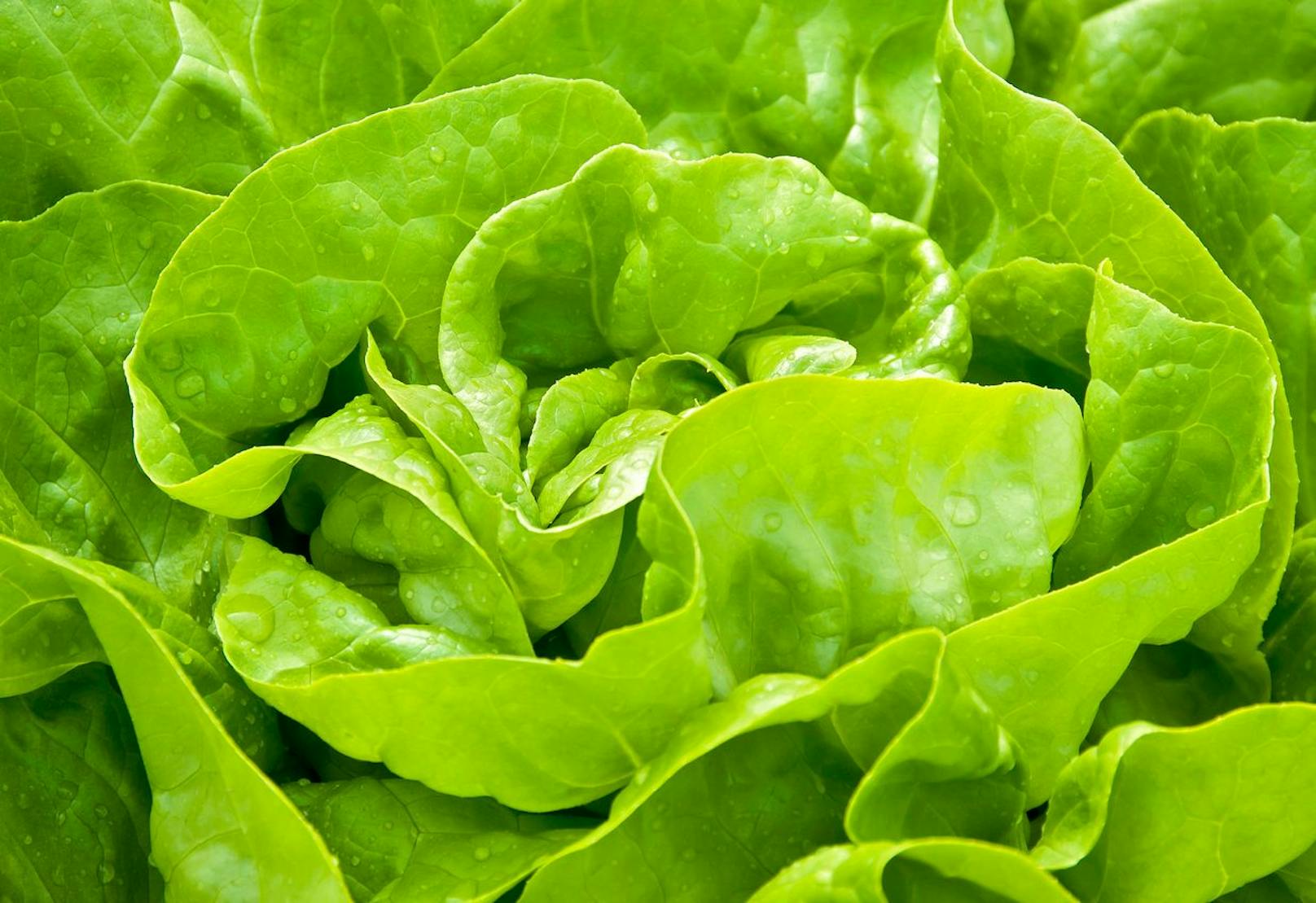 Da haben wir den Salat! Das gesunde Gemüse wird mittels Gen-Technik für Diabetiker noch gesünder: Die Tabletten daraus werden besser vom Körper verarbeitet, als herkömmliche Insulin-Spritzen.
