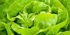 Giftige Substanzen aus Autoreifen im Salat gefunden