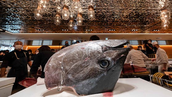 Dieser Blauflossen-Thunfisch ist für den Preis von rund 36 Millionen Yen (rund 255.744 Euro) versteigert worden.