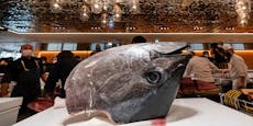 Thunfisch für 255.000€ versteigert – teurer als Ferrari