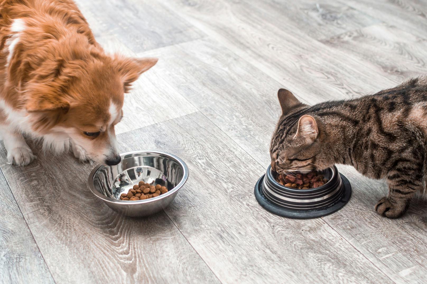 Hundefutter ist in der Krise teurer geworden.