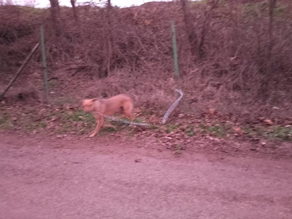Die Hündin wurde mit einer Kette an einen Steher angebunden.