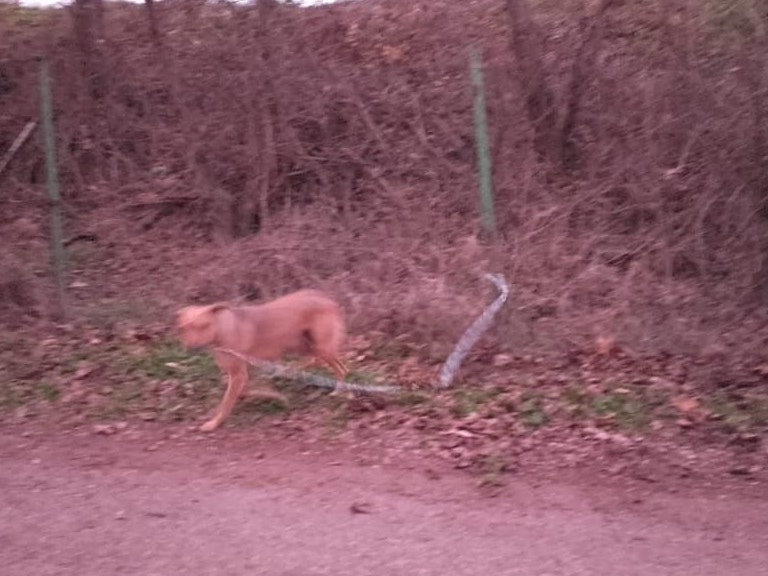 Die Hündin wurde mit einer Kette an einen Steher angebunden.