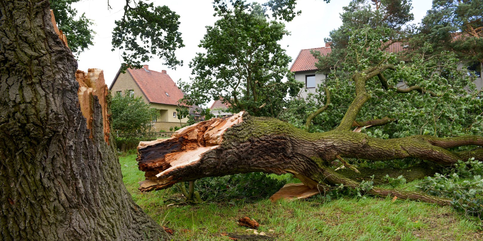 Ein umgestürzter Baum kostete dem 52-Jährigen Steirer das Leben. (Symbolbild)