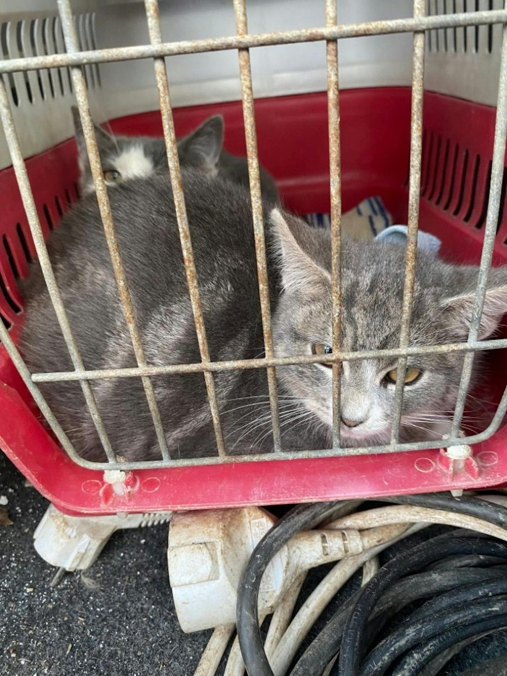 Auch zwei Katzen fanden die Tierschützer im Kofferraum.