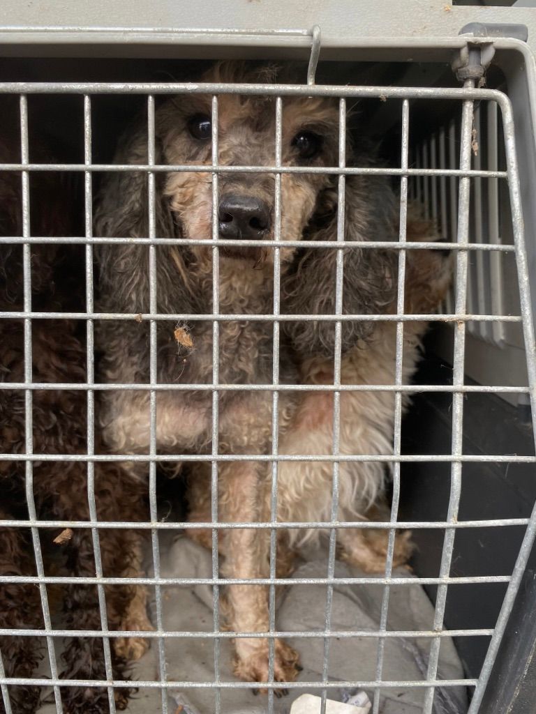 Fünf Hunde und zwei Katzen fand die Polizei vergangenen Samstag in einem Kofferraum auf einem Donaustädter Parkplatz.