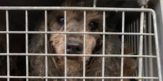 Hunde aus Kofferraum gerettet – Amt nahm Tiere nicht ab