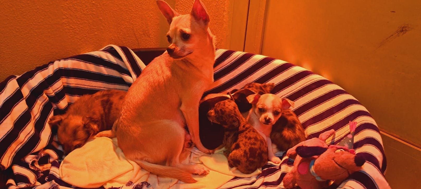 Die Chihuahua-Dame dürfte nicht die Mutter der Welpen sein.