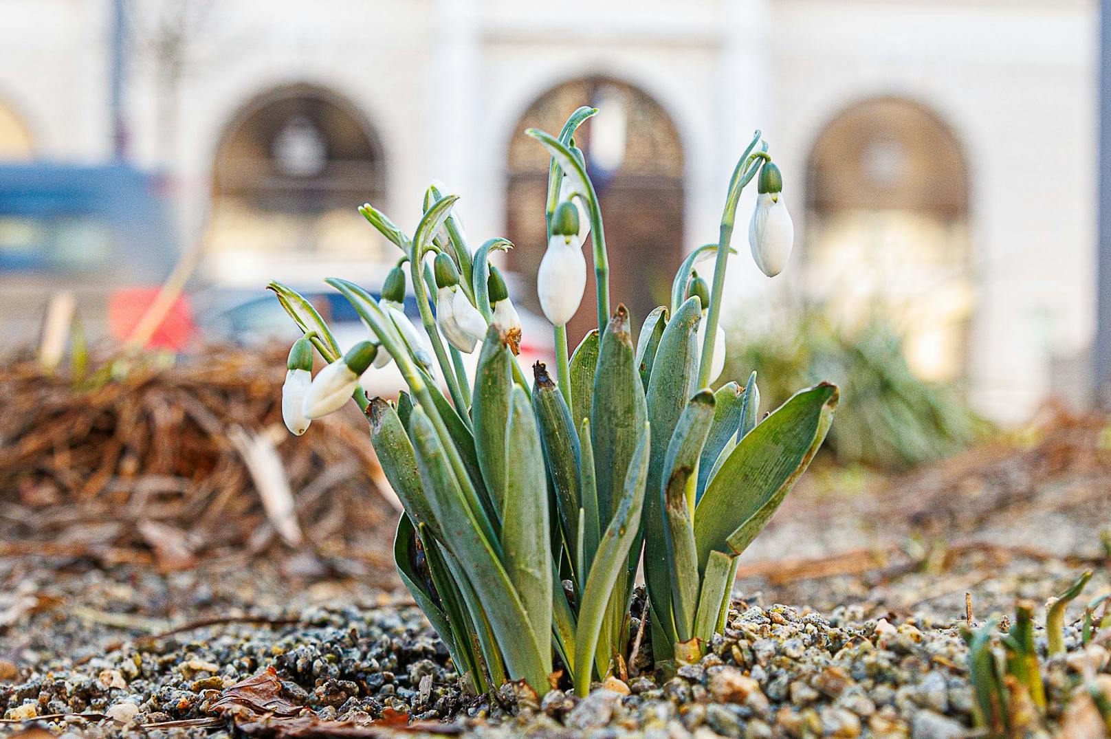 Am Samstag war es in Oberösterreich extrem frühlingshaft. In der Sonne hatte es bis zu 20 Grad plus.