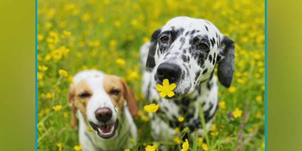 Erst auf den zweiten Blick bezaubert der sechsjährige 