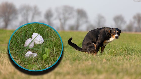 Warum sieht man kaum noch weißen Hundekot? 