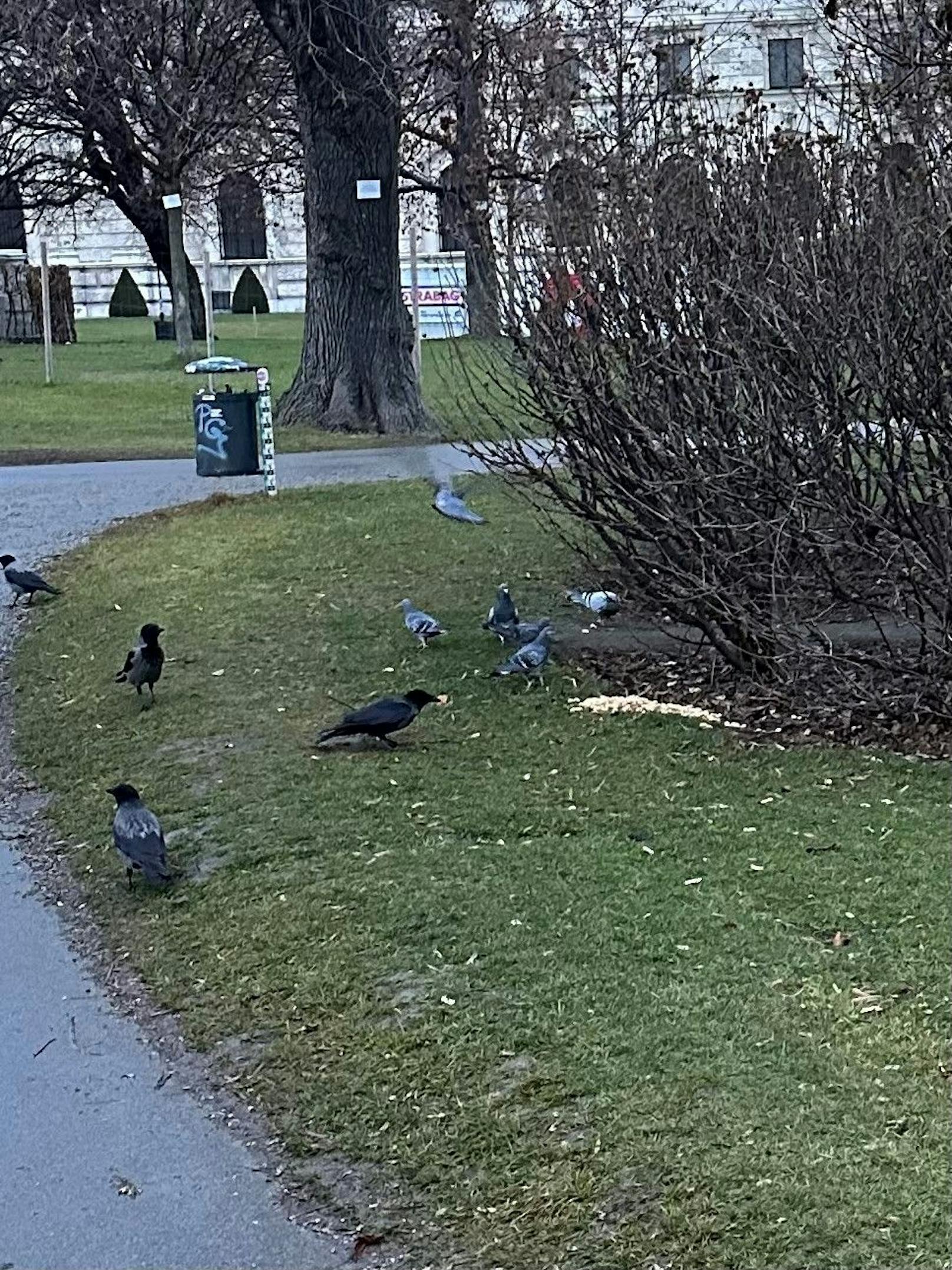 Die Tauben im Burggarten sorgen für viel Ärger.
