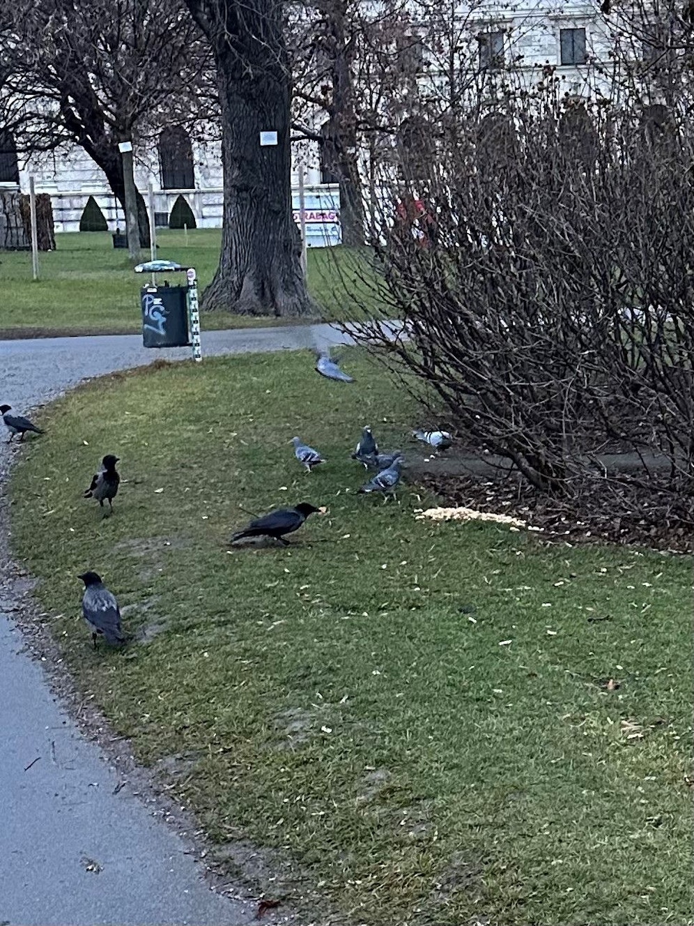 Die Tauben im Burggarten sorgen für viel Ärger.