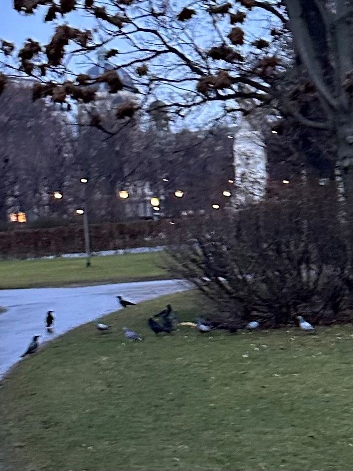 Laut Wiener Reinhaltegesetz darf nach Verlassen der Futterstelle kein Futter zurückbleiben, was hier jedoch eindeutig der Fall ist.