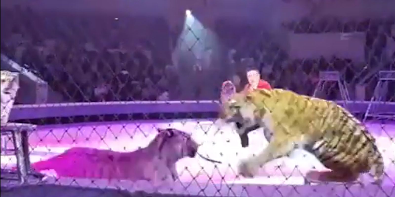 "Gina" (links) wollte sich an "Eru" (rechts) heranschleichen - die bemerkte das allerdings.