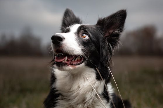 Wurde der Border Collie tatsächlich als klügste Hunderasse abgelöst?