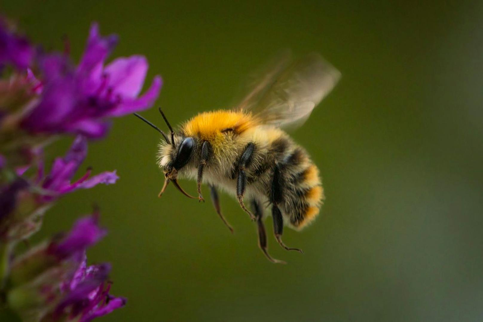 Die Amerikanische Faulbrut rafft alljährlich Bienenvölker dahin. Die von Bakterien ausgelöste Infektionskrankheit befällt die Larven und lässt sie in den Bienenwaben verfaulen.
