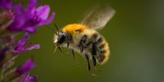 Weltweit erster Impfstoff für Honigbienen zugelassen
