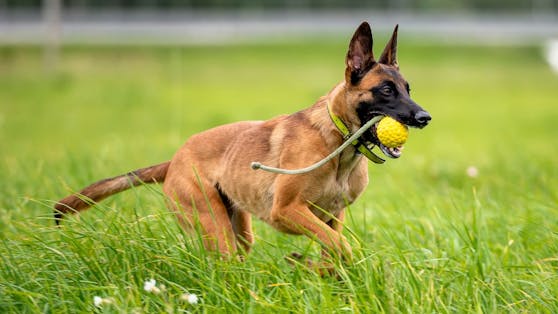Der Malinois ist eine Zuchtvariation des belgischen Schäferhundes und hatte bei allen Kognitionstests die Schnauze vorne.