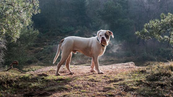 Erlebt die "Olde English Bulldog" ein Comeback?