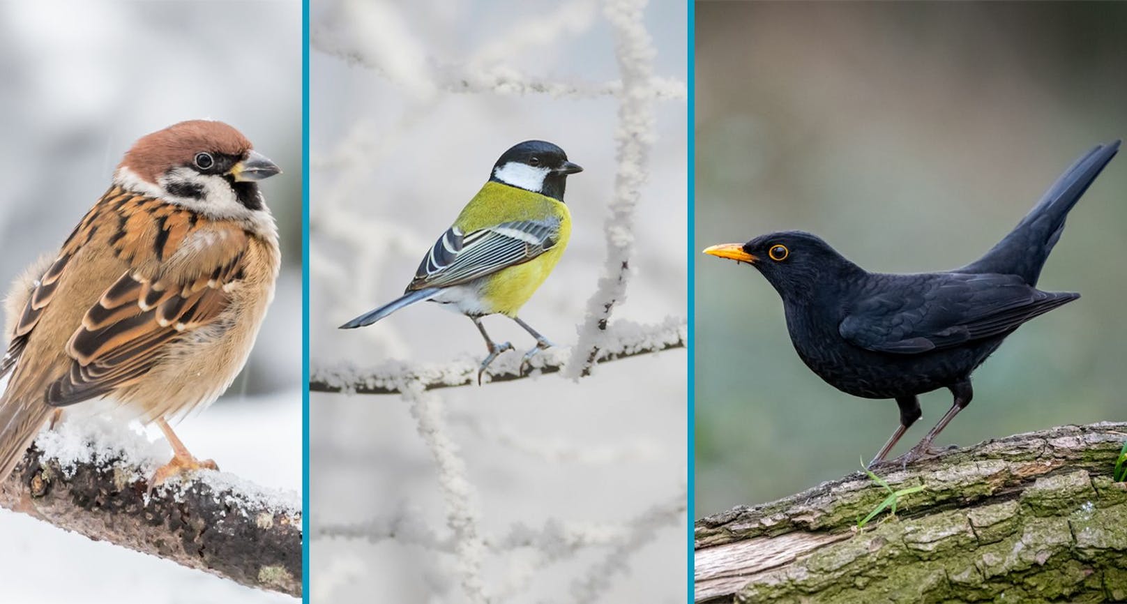 Die erste Hochrechnung der "Stunde der Wintervögel 2023" liegt vor.