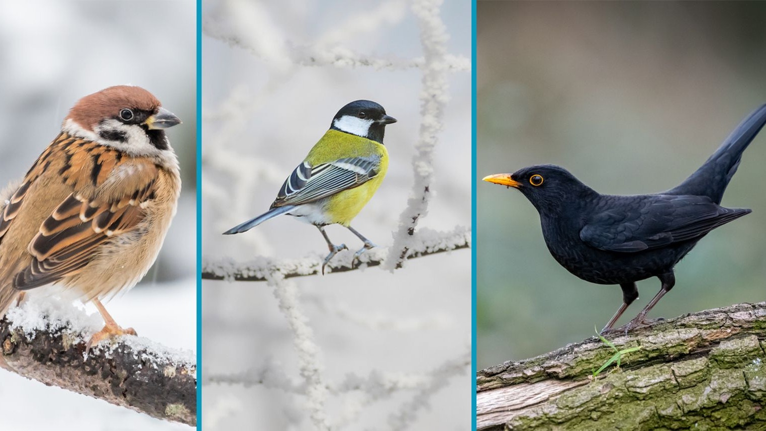 Heute.at - Bei wem zwitschert und flattert es im Jänner besonders?