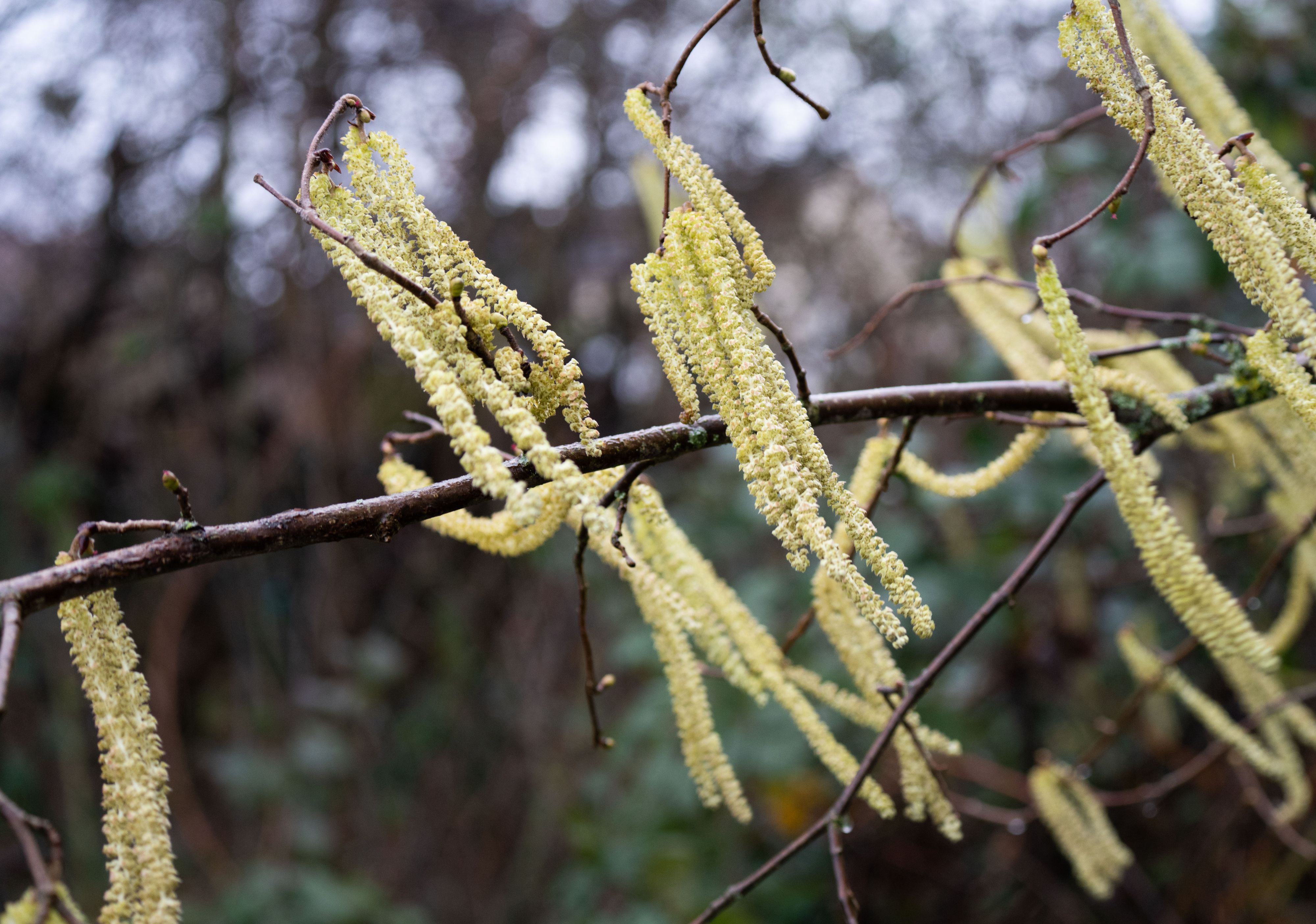 In einigen Regionen blüht die Hasel bereits.