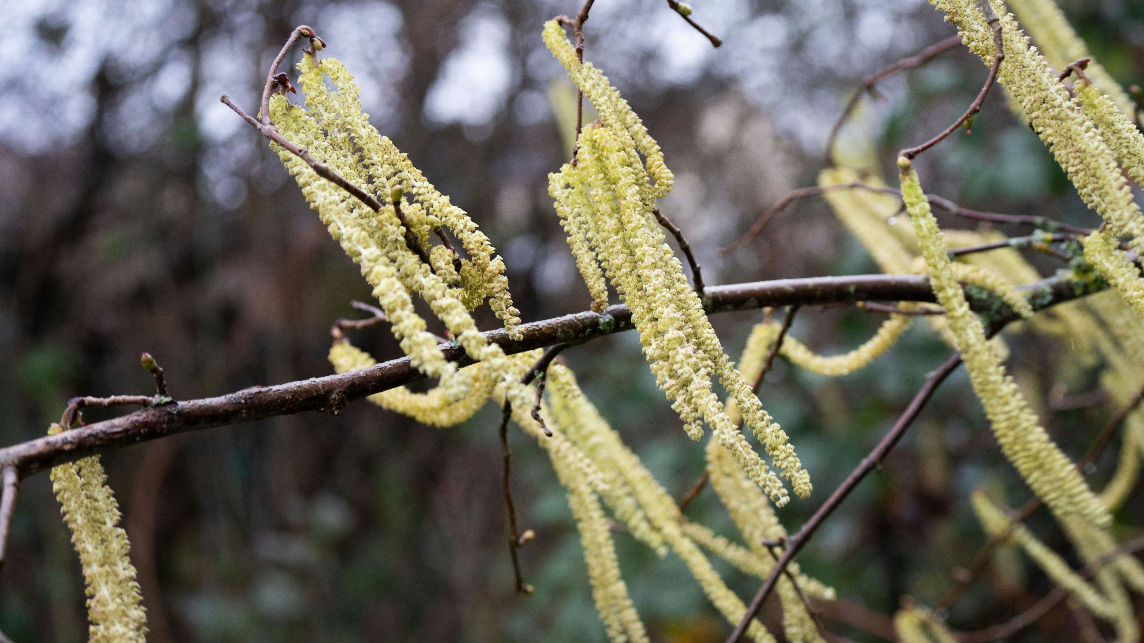 In einigen Regionen blüht die Hasel bereits.