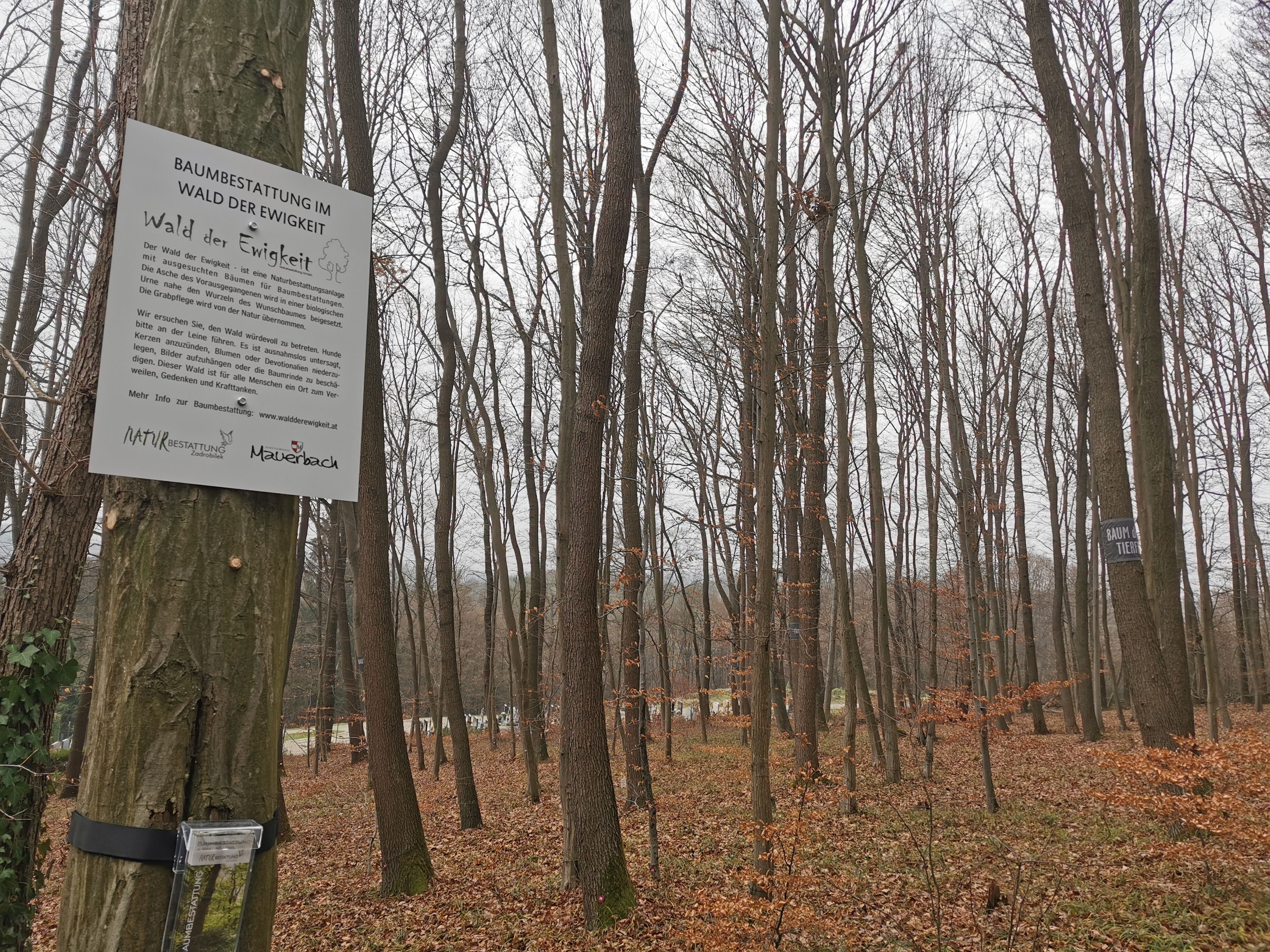 Am 1. Dezember 2022 hat die Naturbestattung Zadrobilek einen neuen "Wald der Ewigkeit" in Mauerbach in Betrieb genommen.