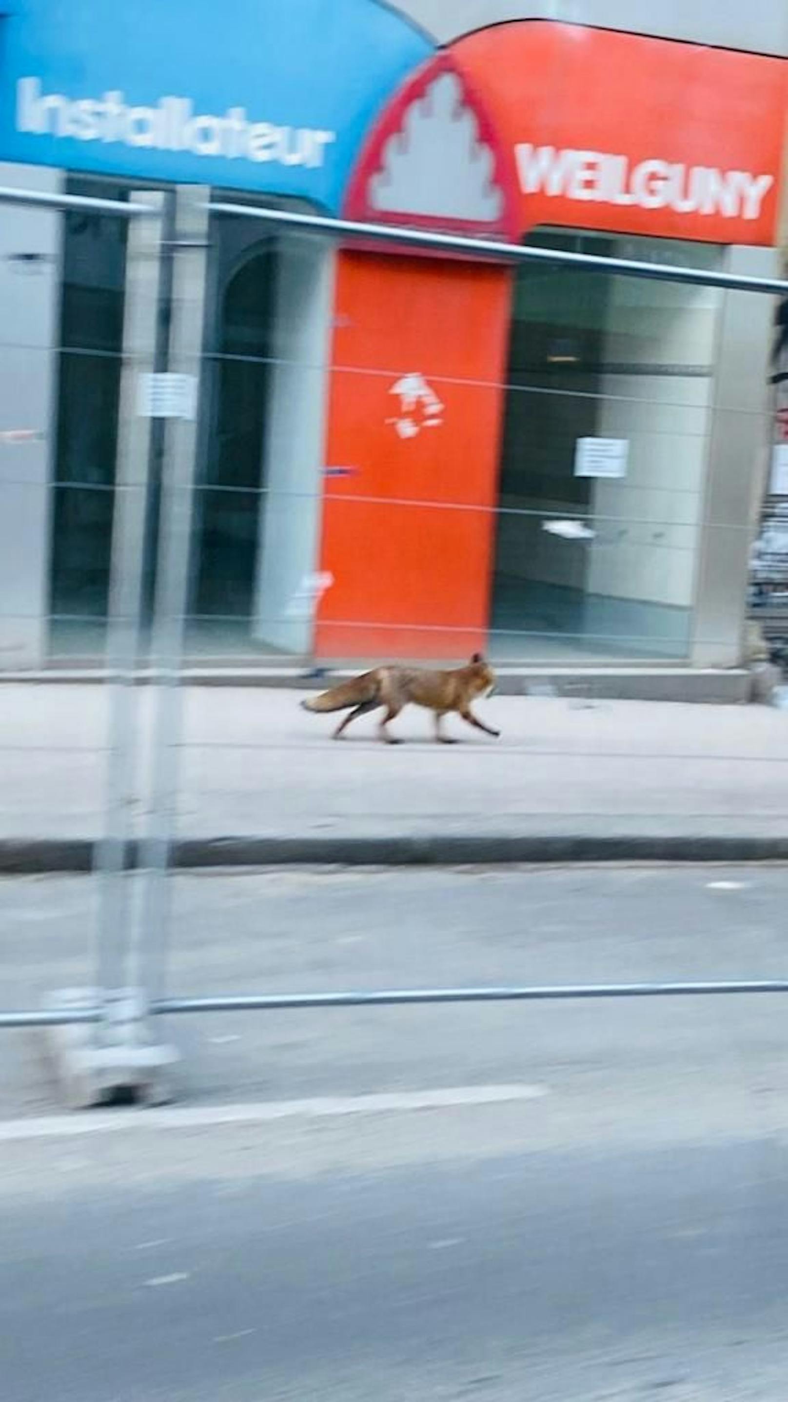 Der Fuchs bewegte sich auf der Favoritenstraße Ecke Kolschitzkygasse im vierten Bezirk.