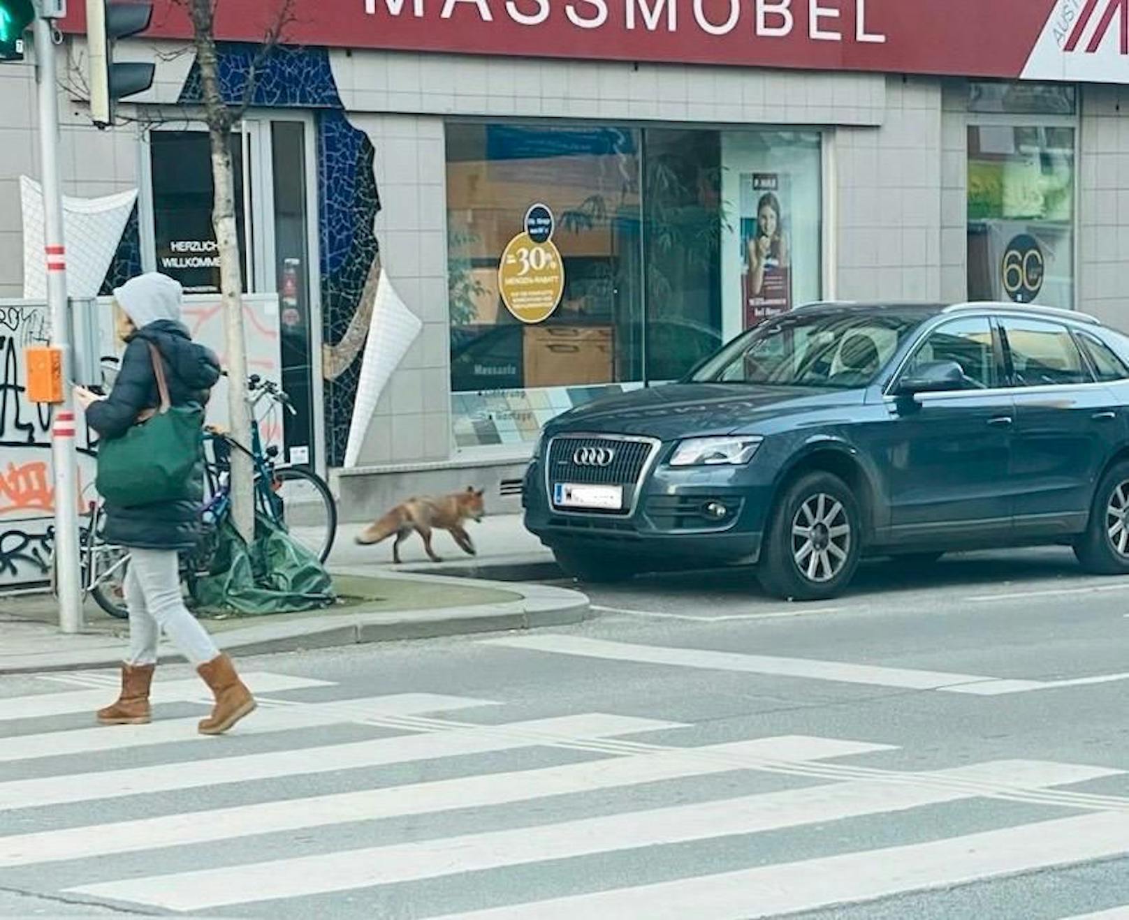 Er lief am Mittwoch-Morgen neben der Straße her.