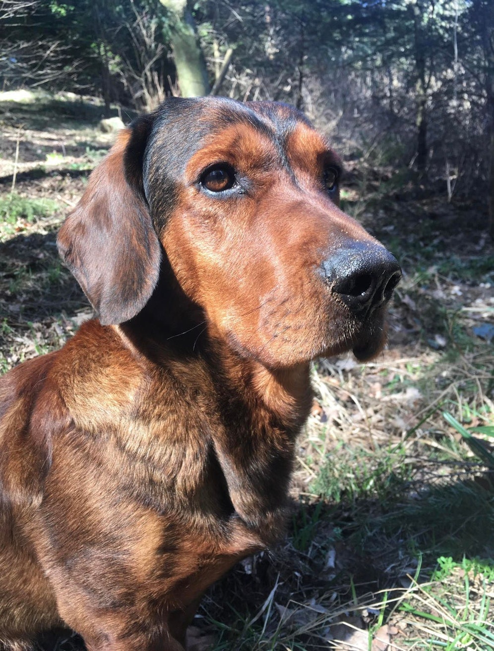 Gonzo ist seit dem Nachmittag des 24. Dezember verschollen.